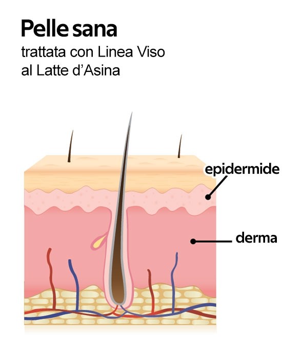 WONDER COMPANY CREMA MADRE VISO AL LATTE D'ASINA 50ML